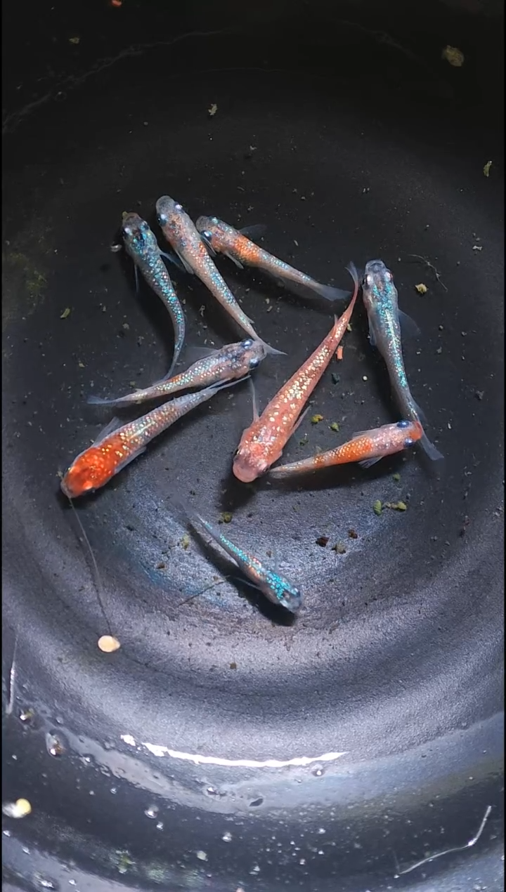 青鳉鱼观背青鳉012