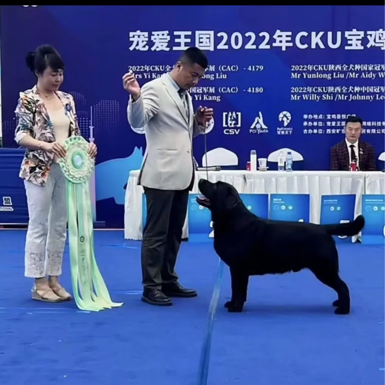 （天津赛级拉布拉多）T狗狗活体