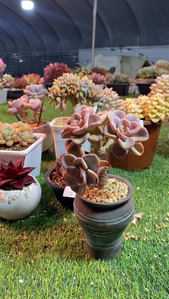 【闪购商品】0365a