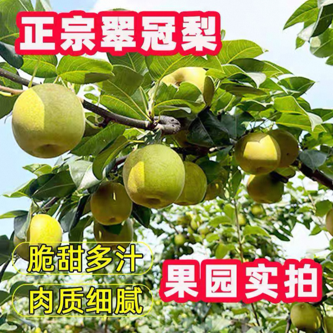 【直播专享】正宗高山翠冠梨新鲜采摘产地直发4.5斤装-顺丰包邮