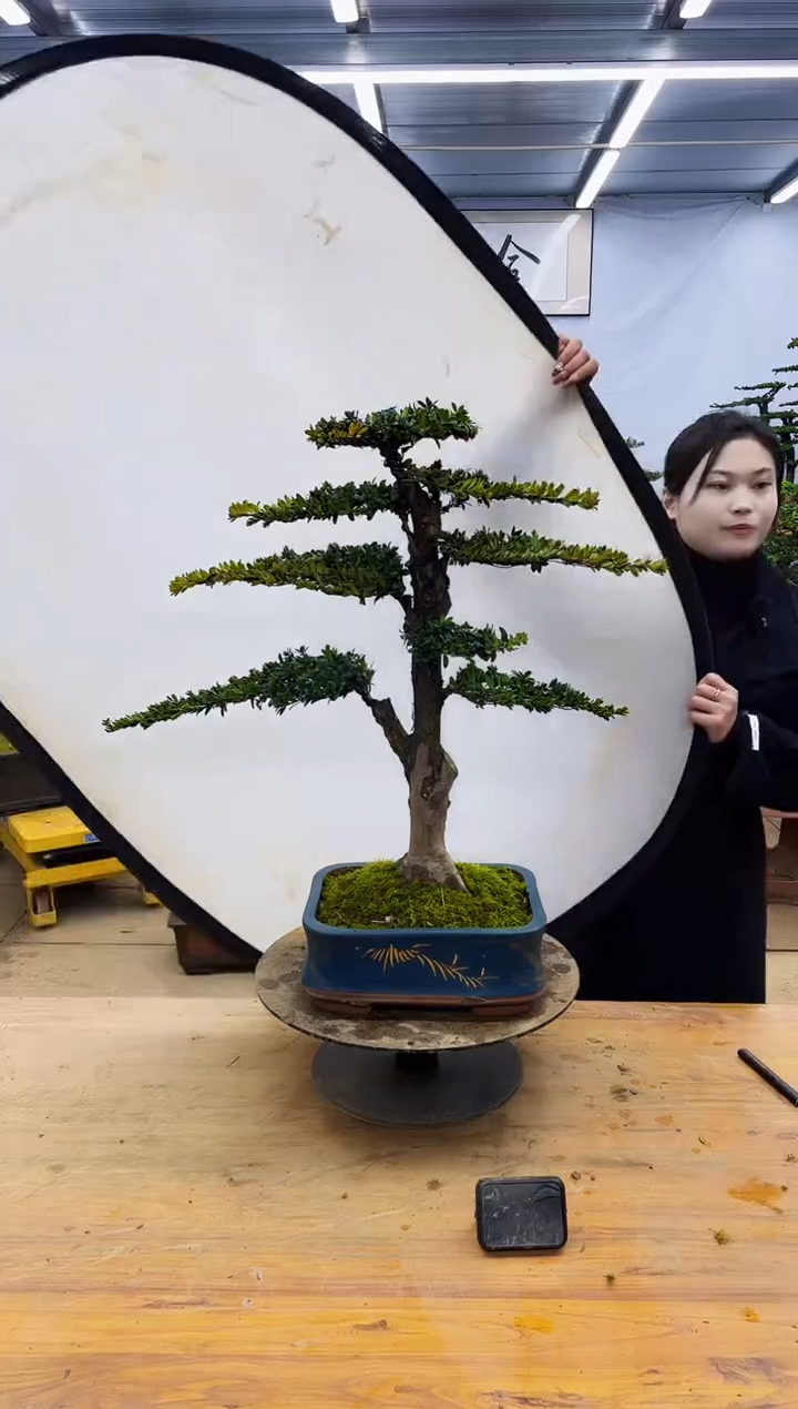 【闪购商品】高端盆景一物一拍，所见即所得