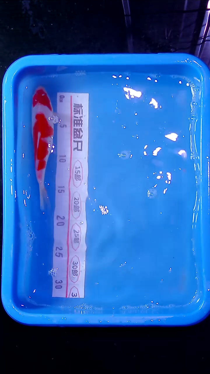 锦鲤锦鲤直播间菁选 对版发货  35