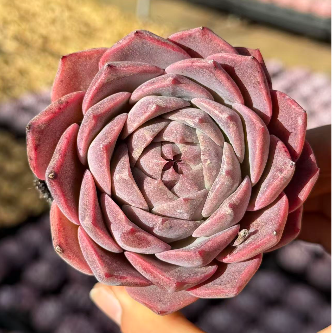 7#佳蕊多肉植物  前男友精品多肉 SM0659