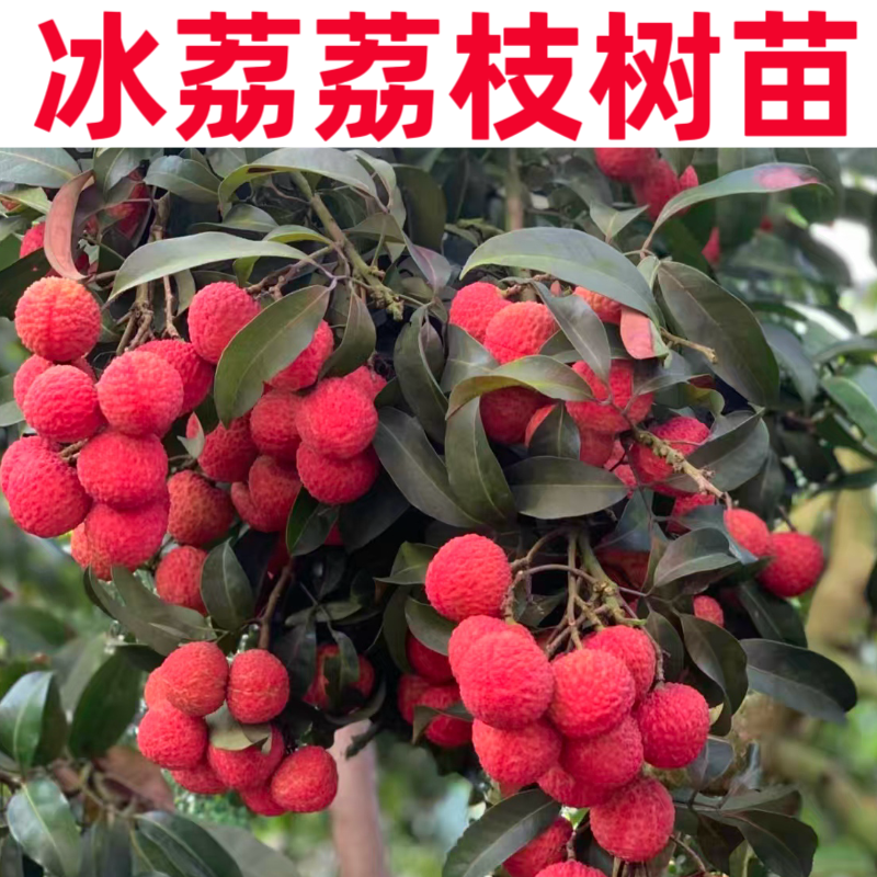 冰荔荔枝树苗妃子笑桂味仙进奉无核嫁接果树苗南方种植高产