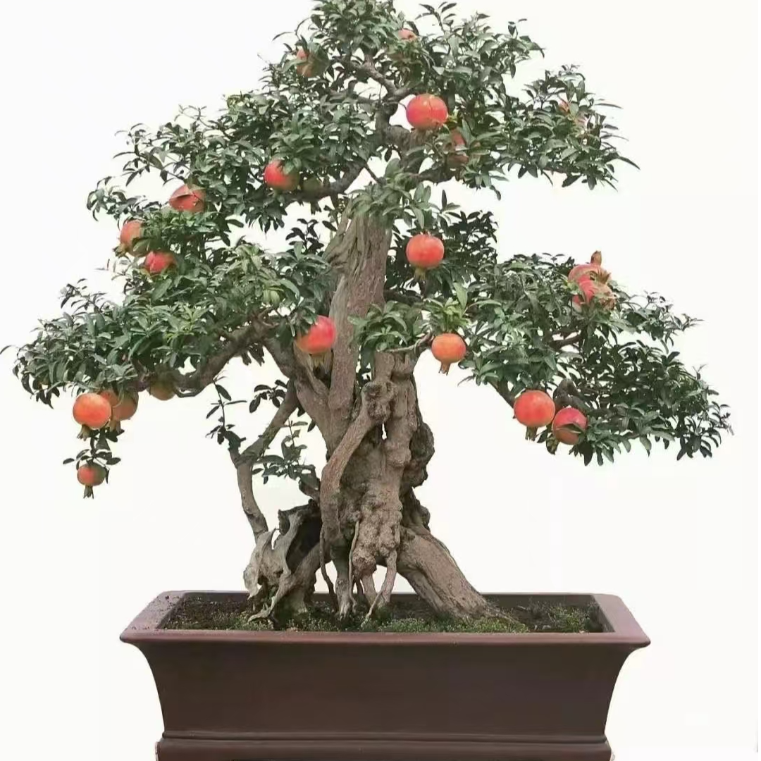 高端精品松柏盆景造型盆栽用于庭院别墅造景绿植花卉