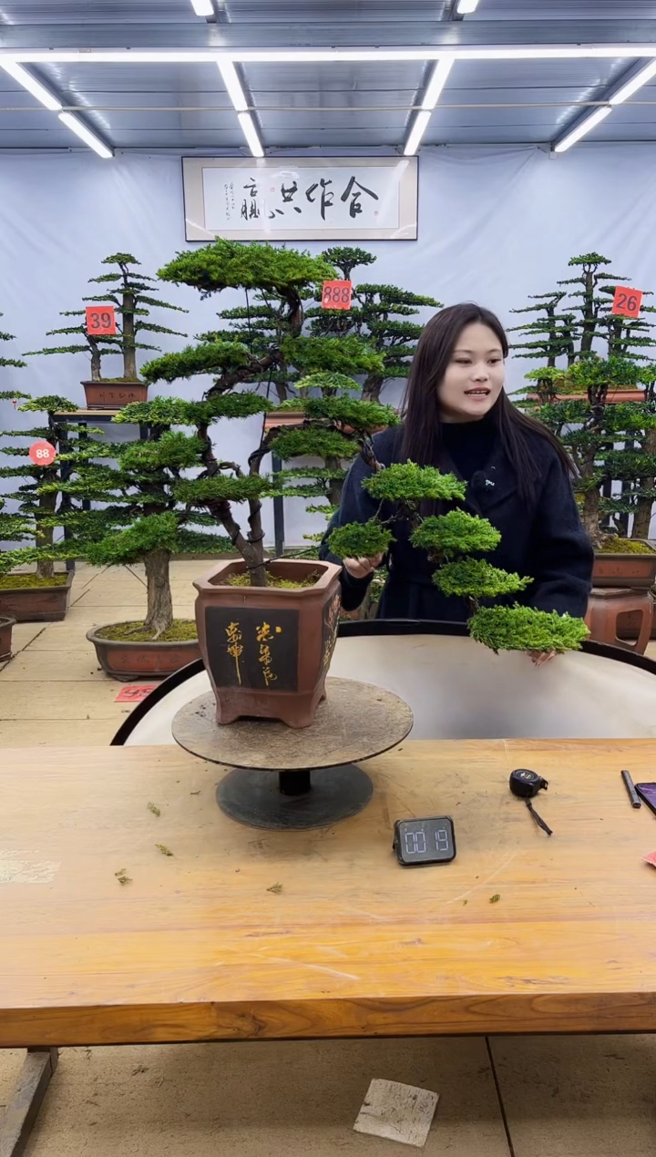 【闪购商品】高端盆景一物一拍，所见即所得