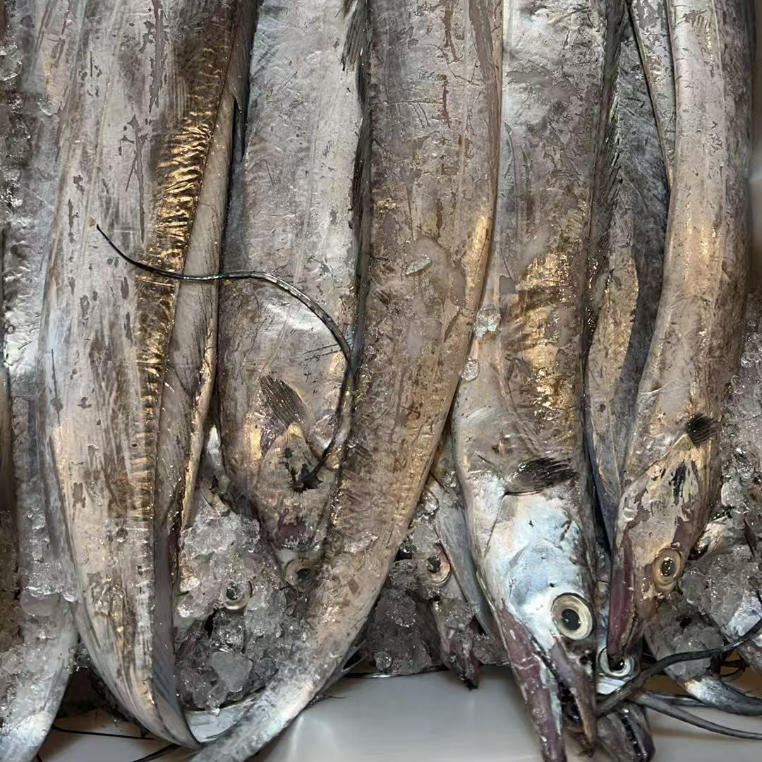 【4斤大油带】油带东海海鲜新鲜味美肉板厚实油性十足 冻发 顺丰