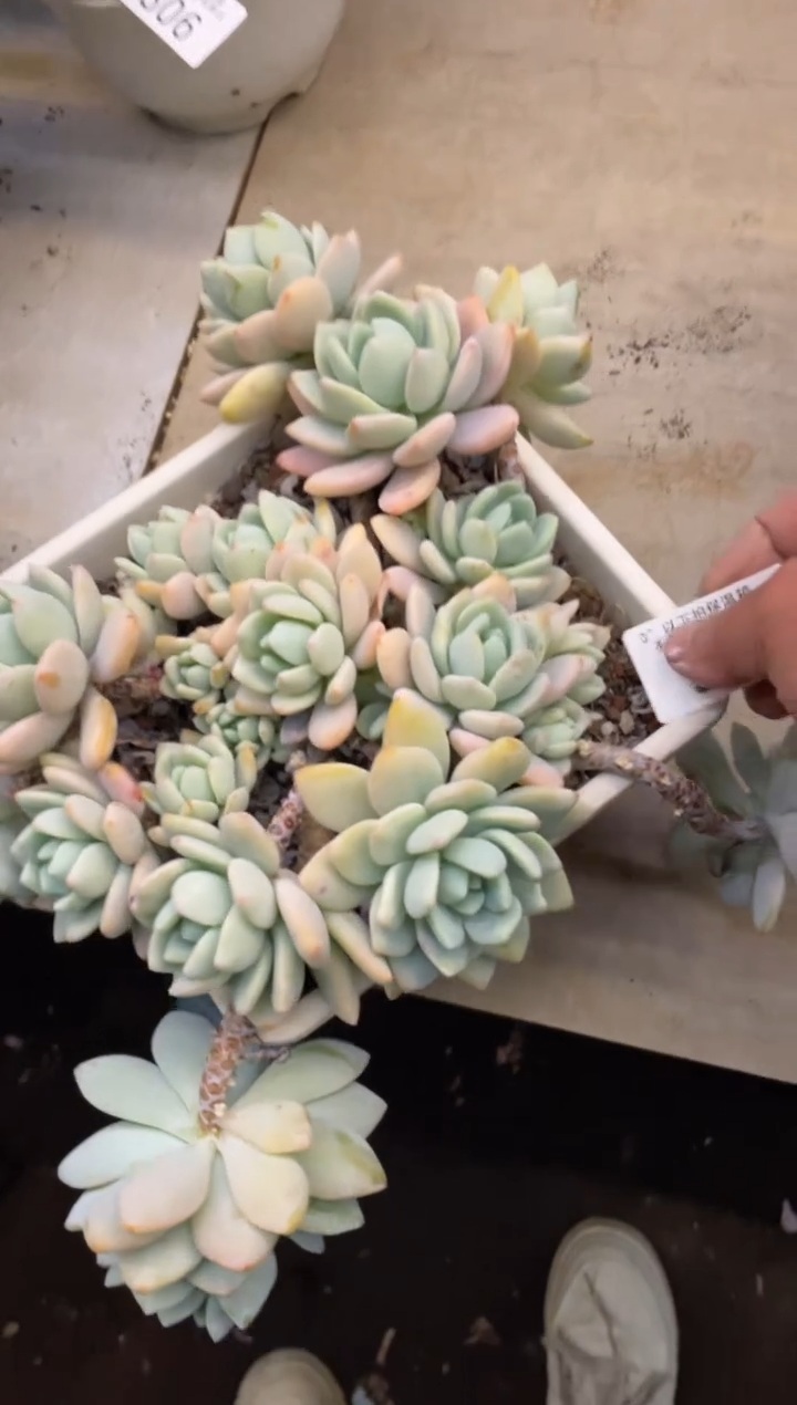 【闪购商品】308冷香