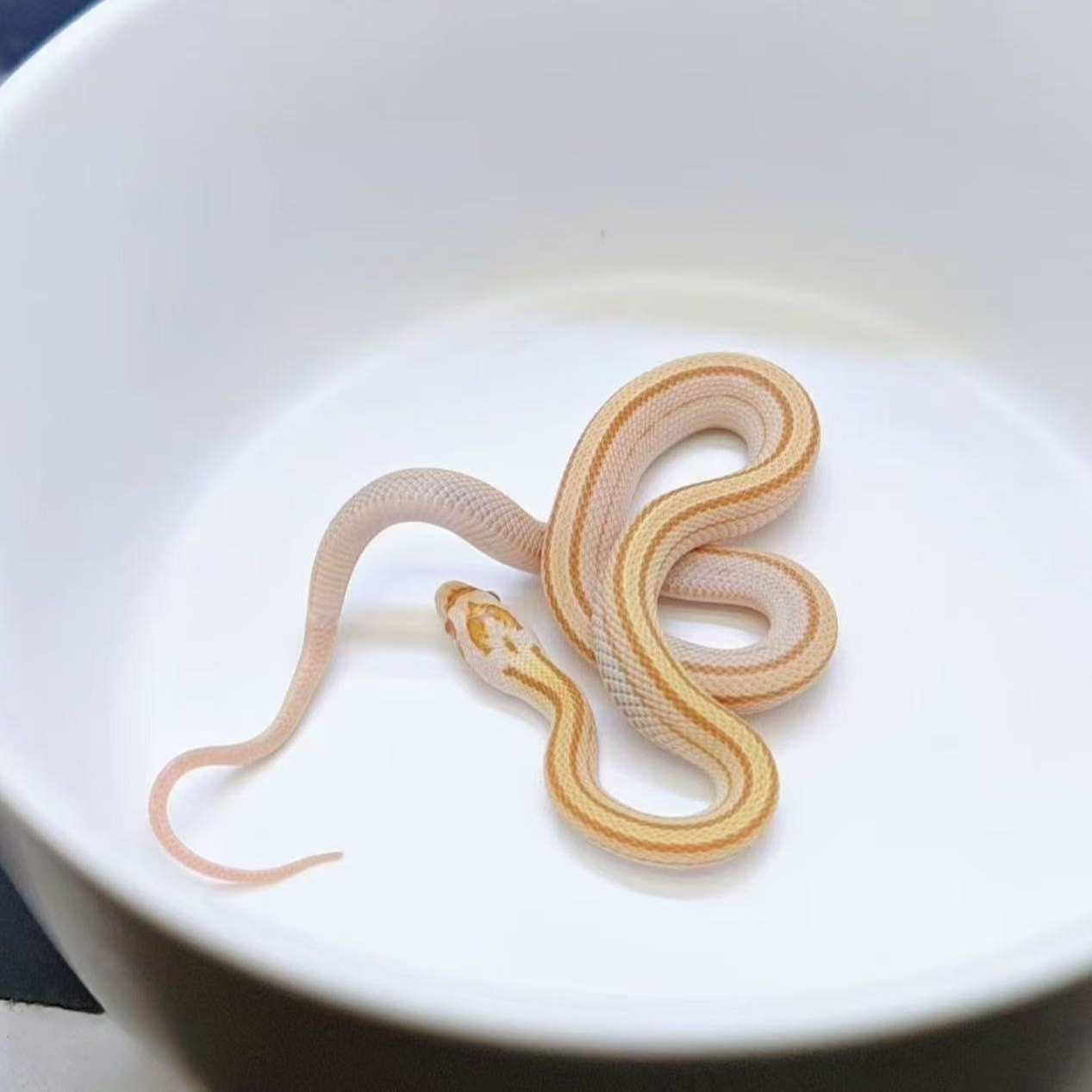 可上手包邮包活宠物包健康