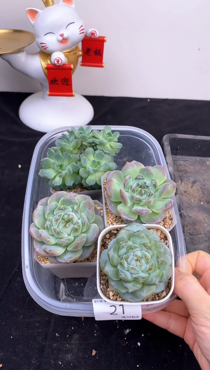 5棵一组一组包邮21号