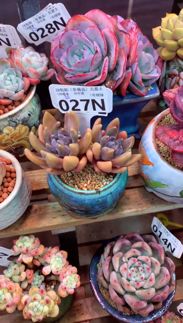 027N（一物一拍，精品多肉，所见即所得 ）