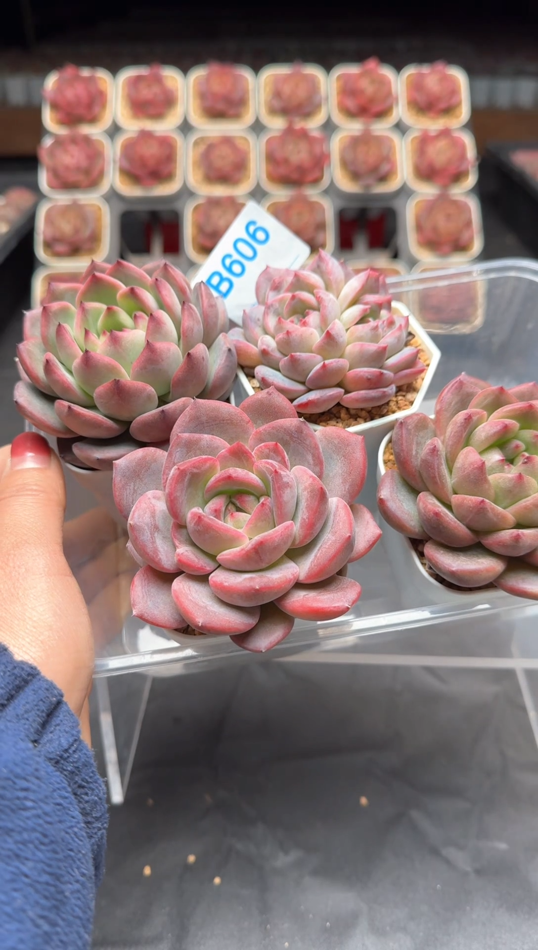 【闪购商品】606号一物一拍4-7cm包邮4颗