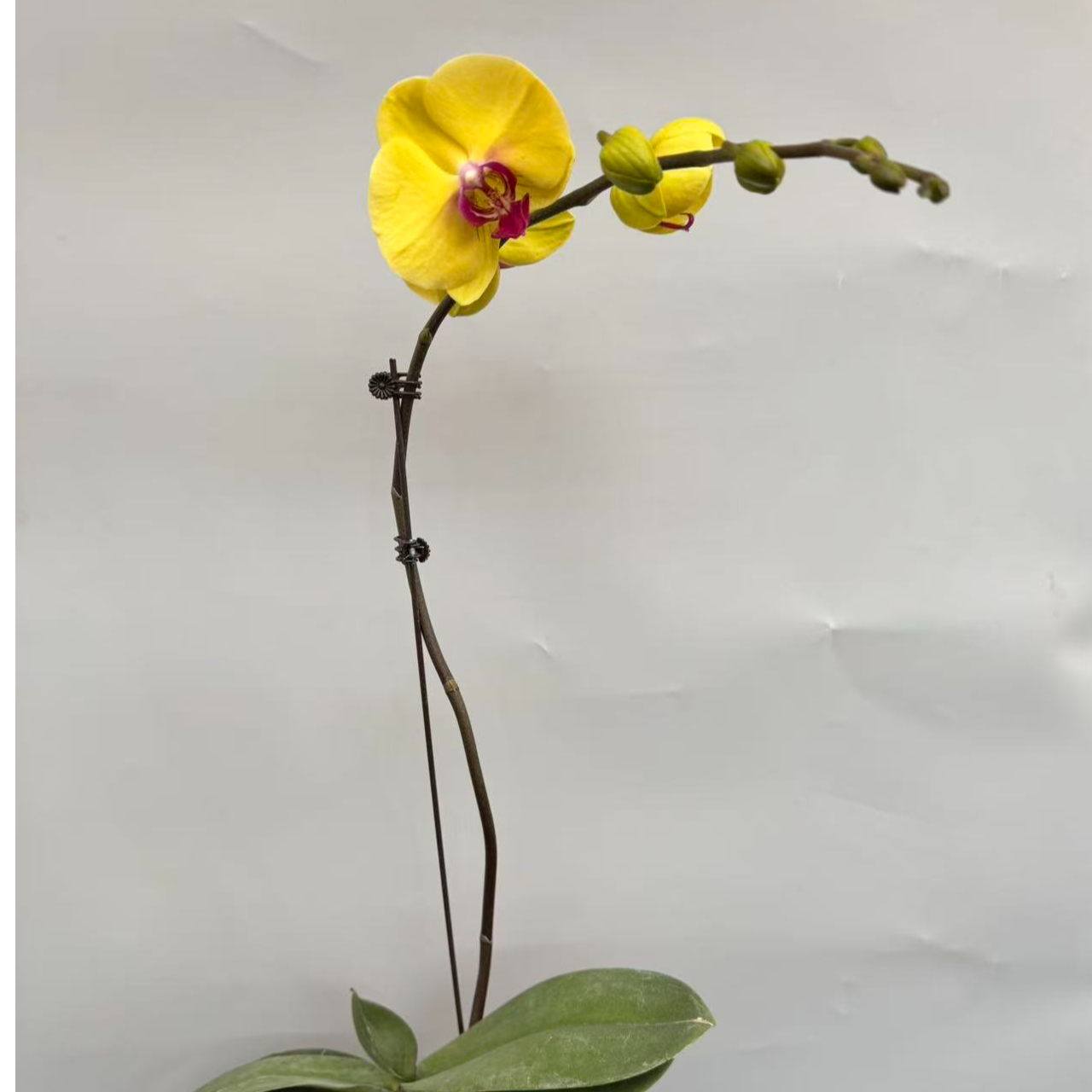 蝴蝶兰【黄天鹅】年宵花昆明基地直发