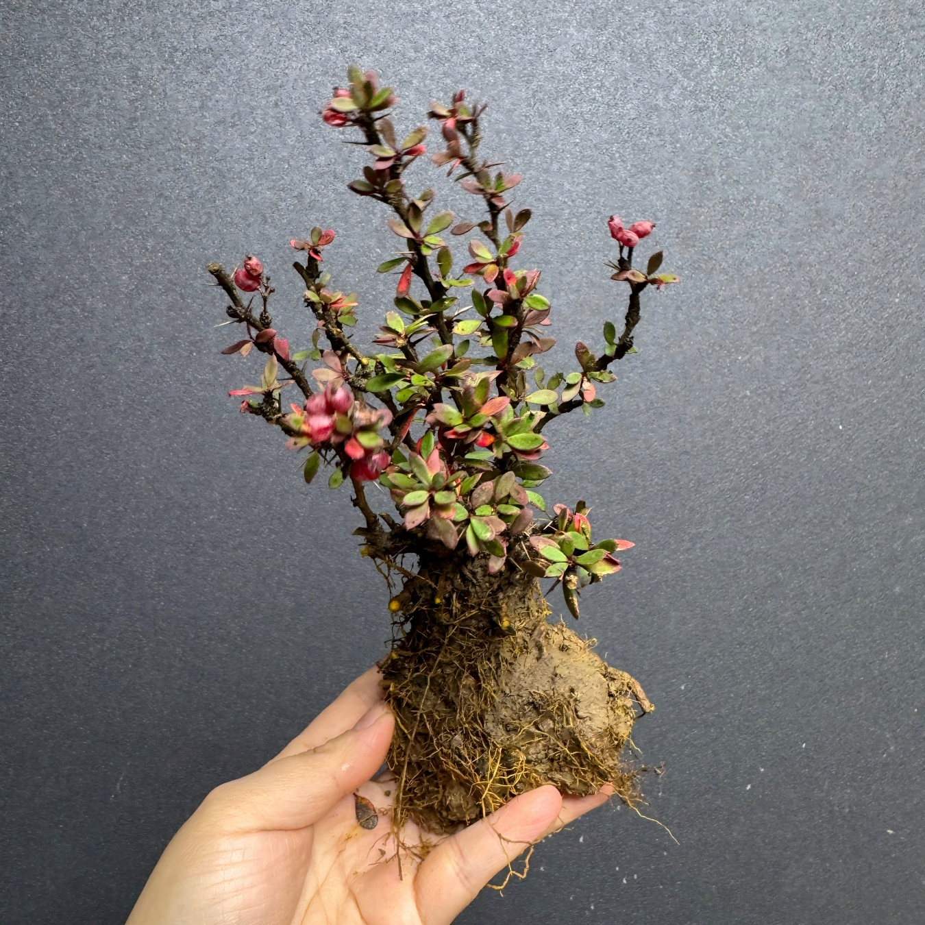 金花小檗 小老桩微盆景