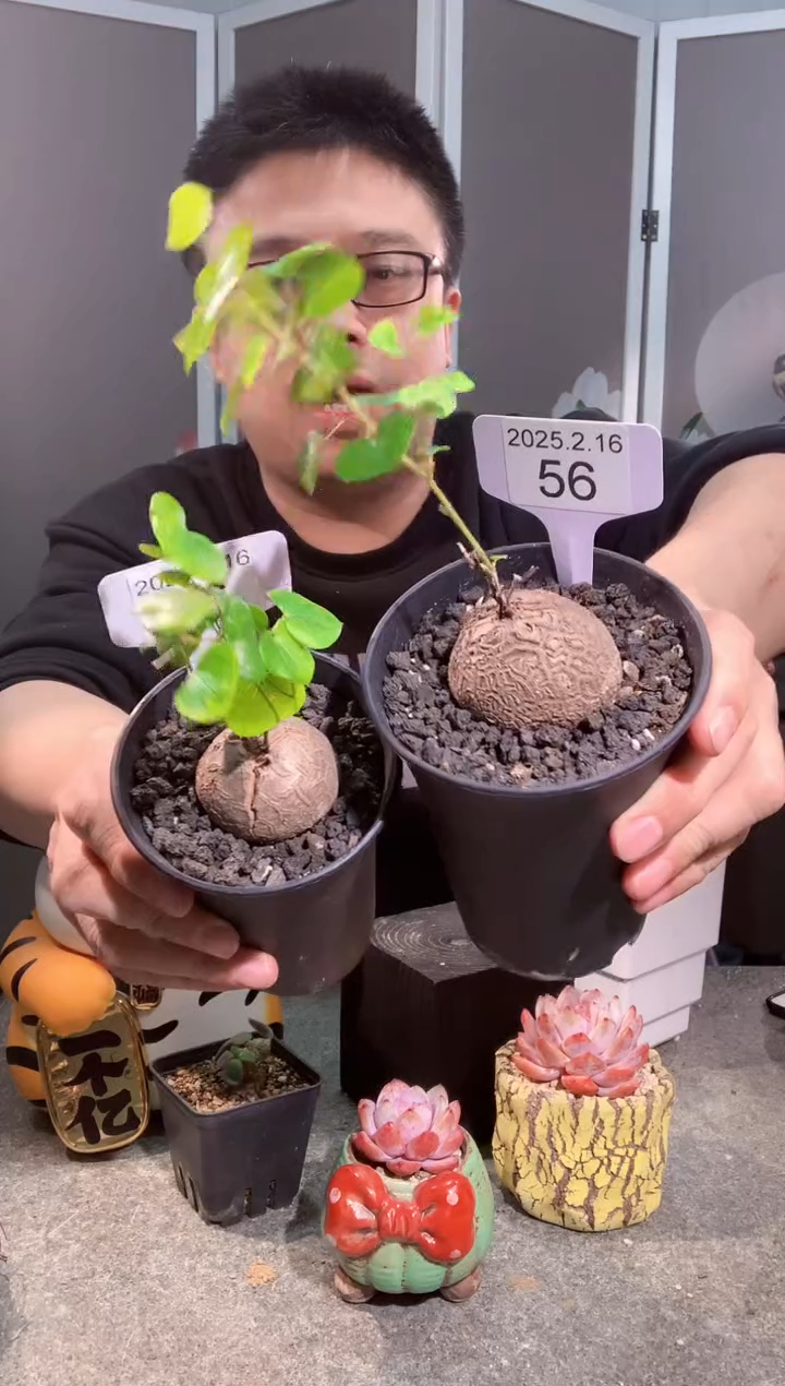 【闪购商品】南非龟甲龙2.16.56