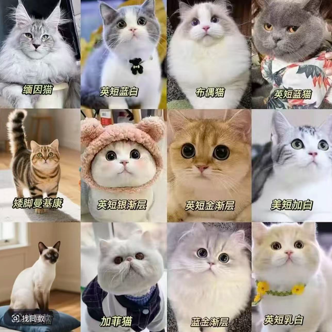 【年年猫猫】全品类猫咪一对一对接，不喜欢全额退