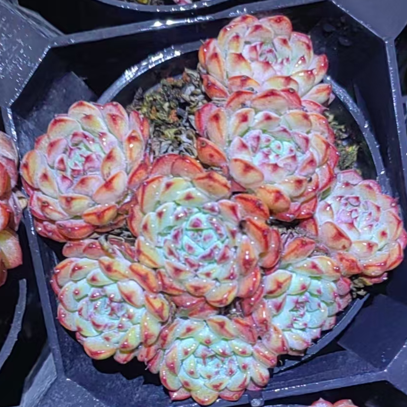 【新疆高品质多肉】粉姬莲/整桩/群生/9cm塑料盆【一单包邮】