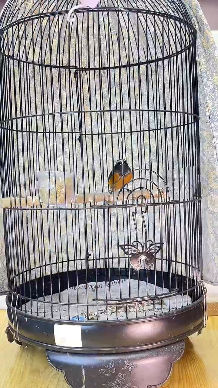 22号北红养笼0元起拍