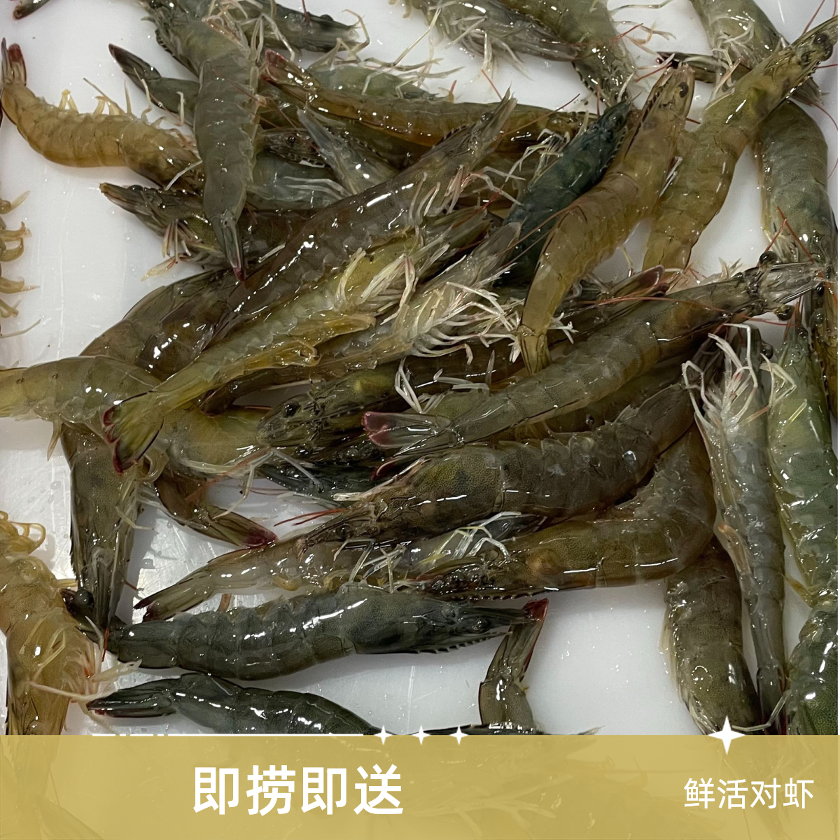 【活虾现捞】白对虾250g-1000g