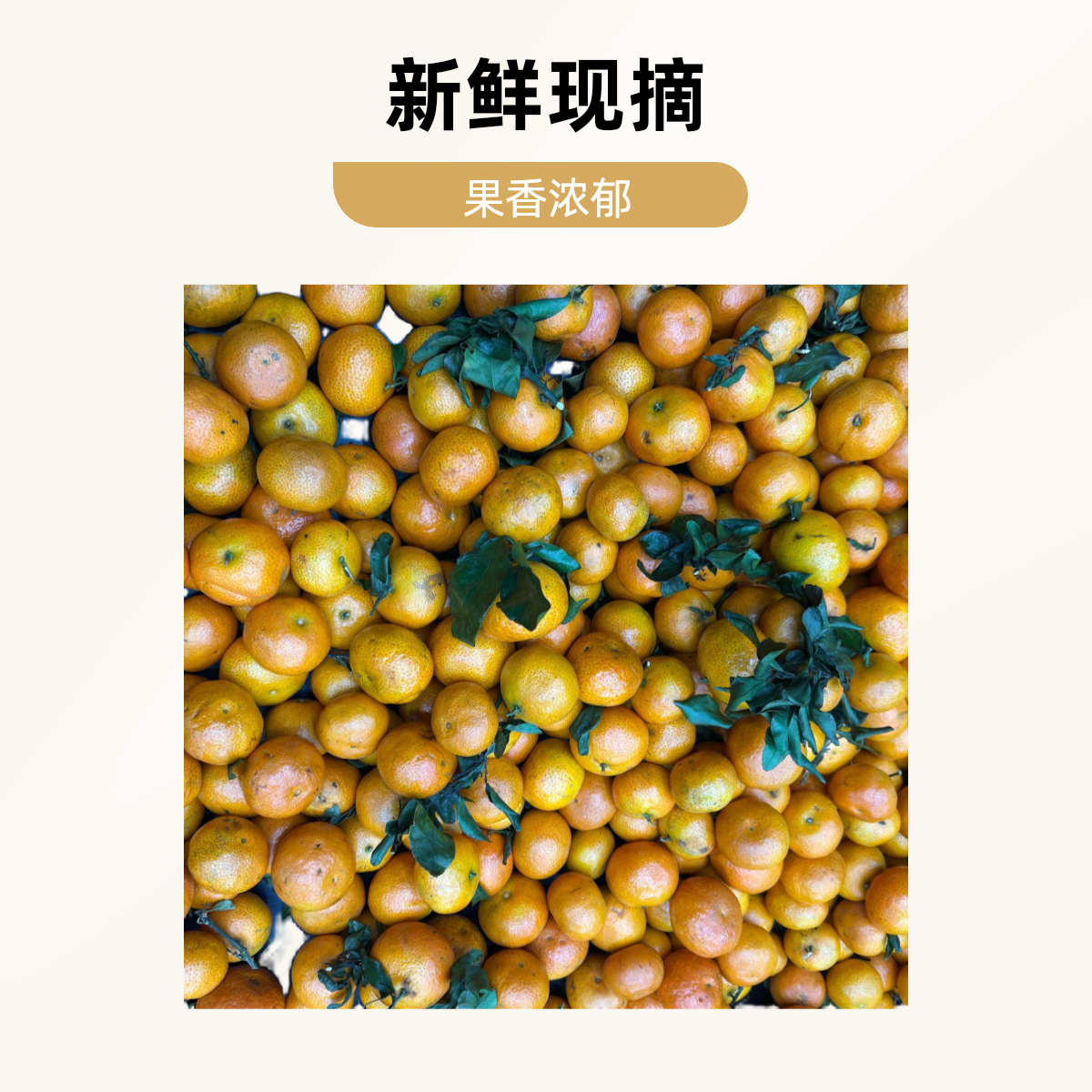 【鲜果驿站】精品砂糖橘超大果5元/斤广西壮族自治区