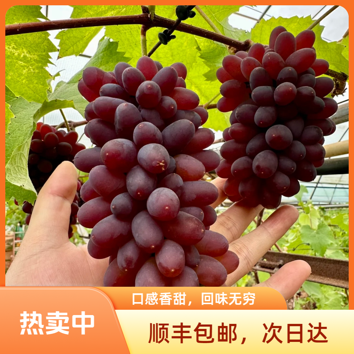 【红星天天甄选】茉莉香葡萄盒1.6斤±0.2斤【顺丰包邮次日达】云南省