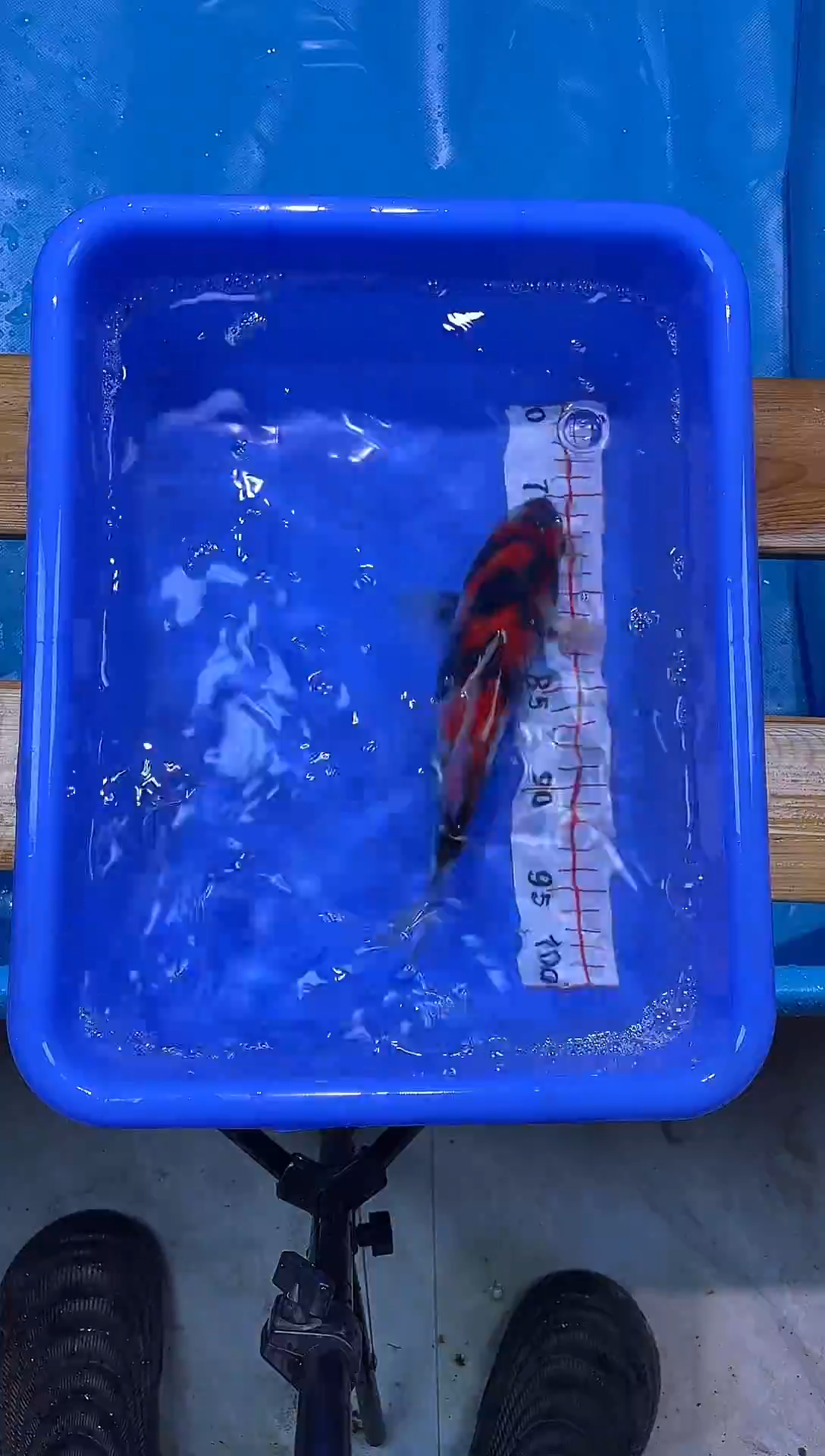 锦鲤锦鲤观赏鱼编码35