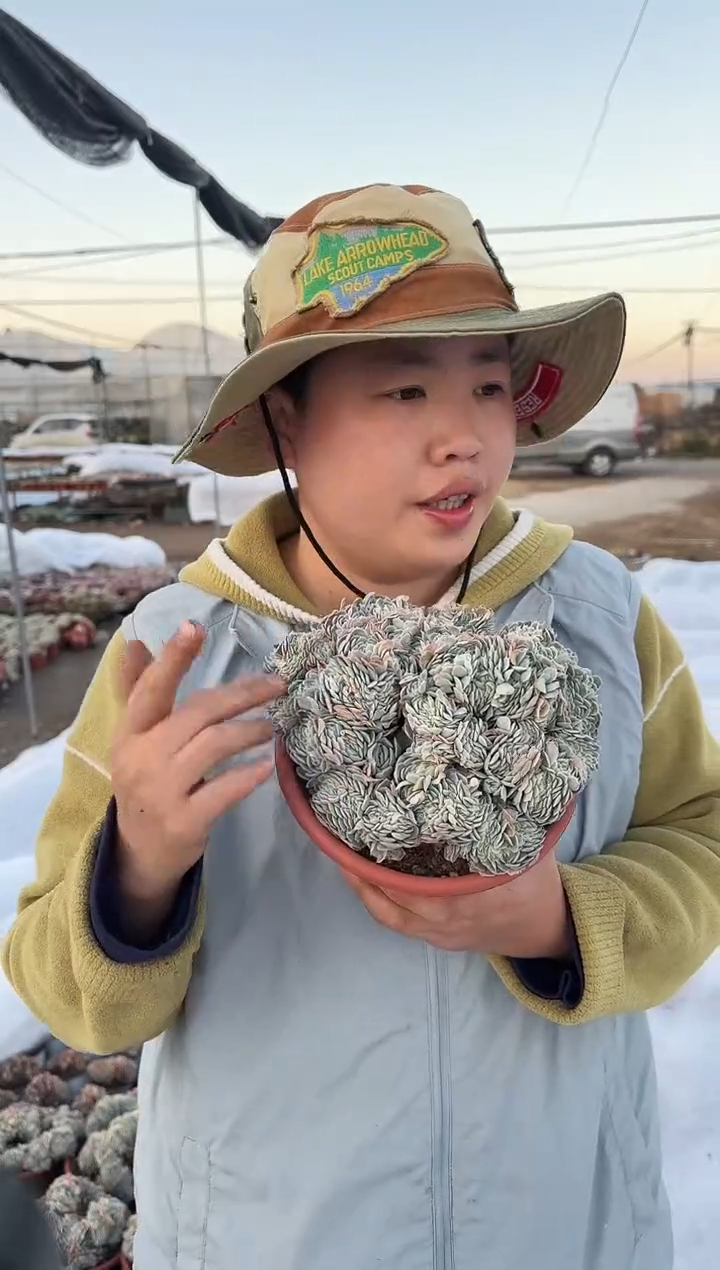 香妃月影缀化 7.7  