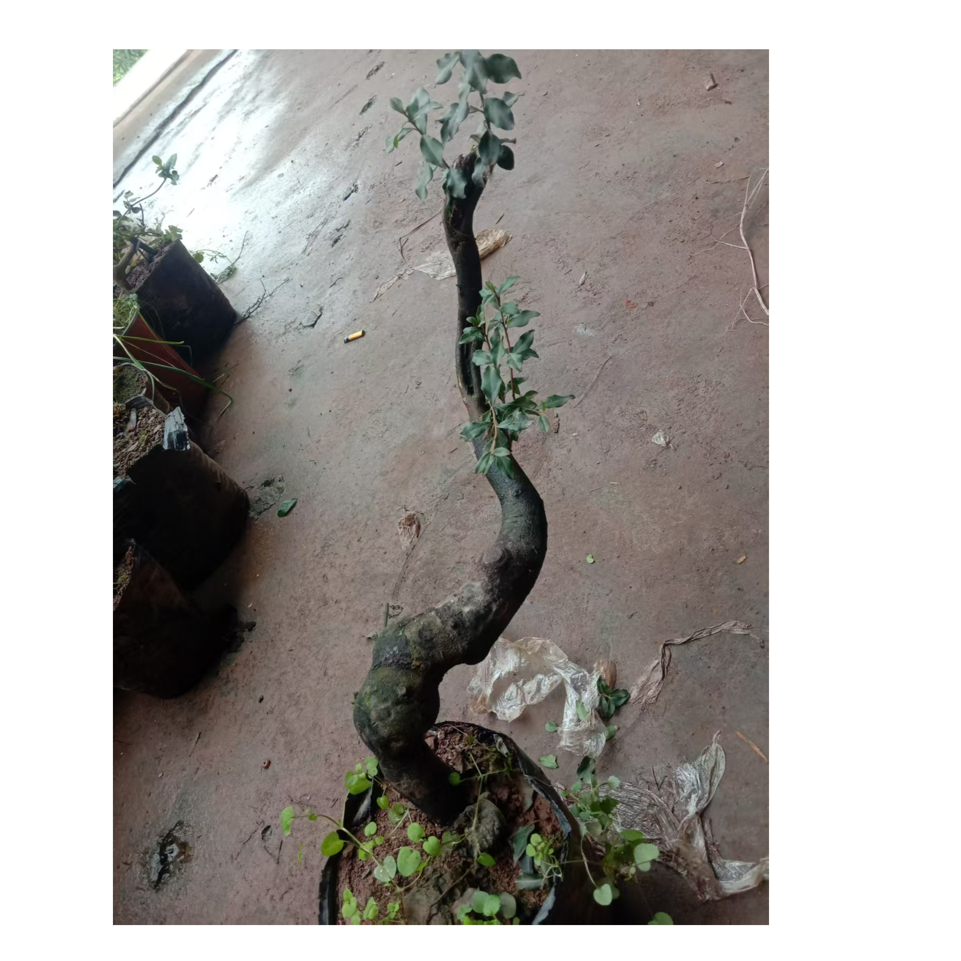 绿植园艺金弹子花卉