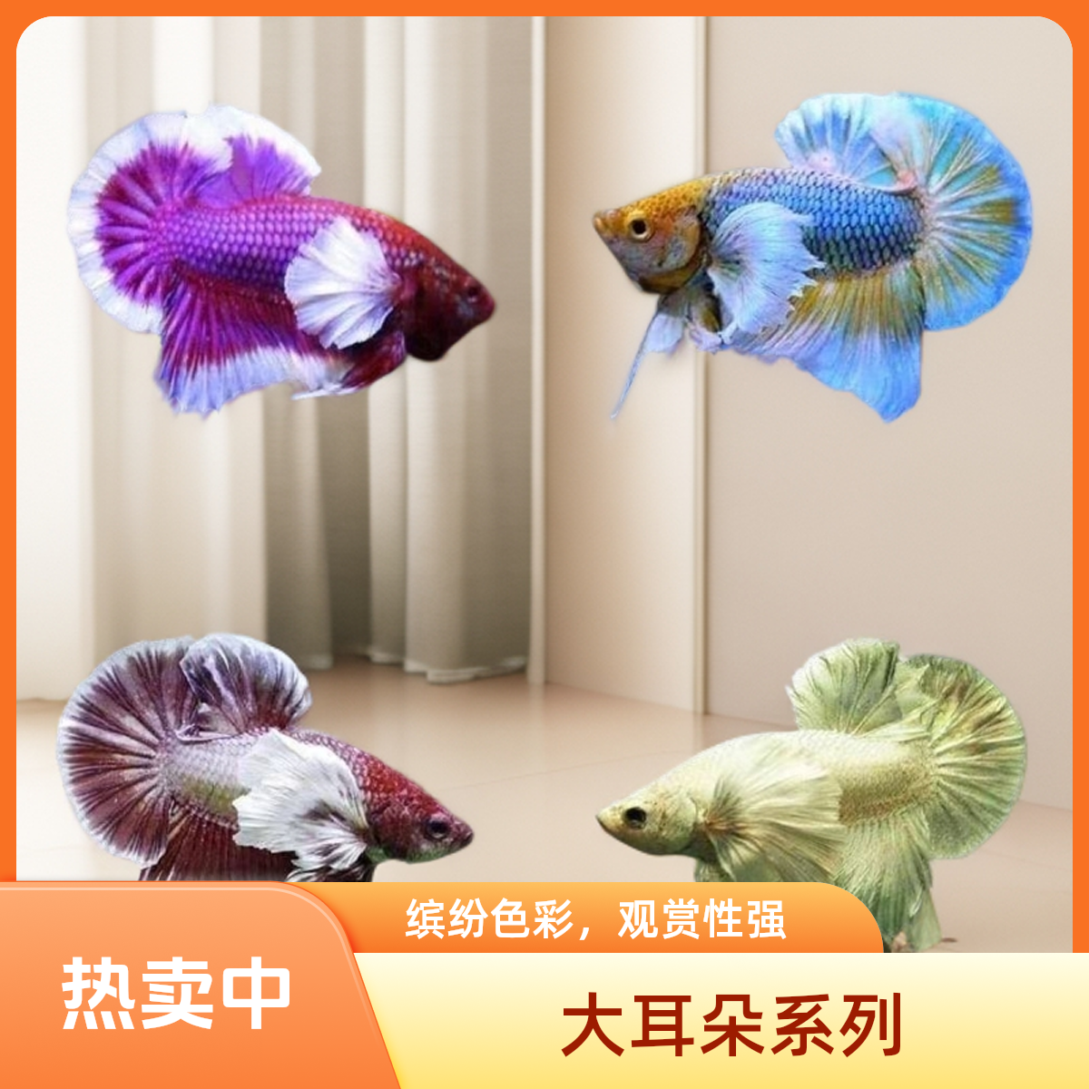 斗鱼母鱼，大耳朵，抱卵可繁殖可群养观赏热带活鱼