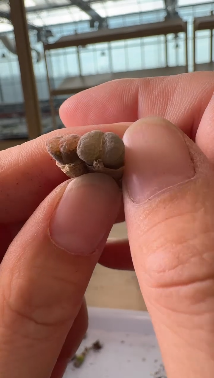 24-233多肉植物肉锥