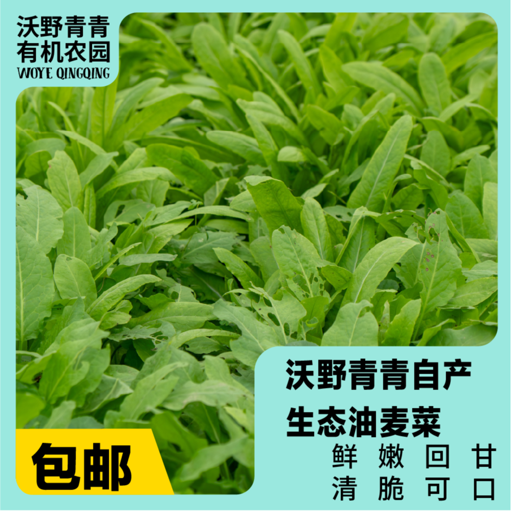 沃野青青生态油麦菜蔬菜组合 有机方式种植 基地发货 顺丰包邮