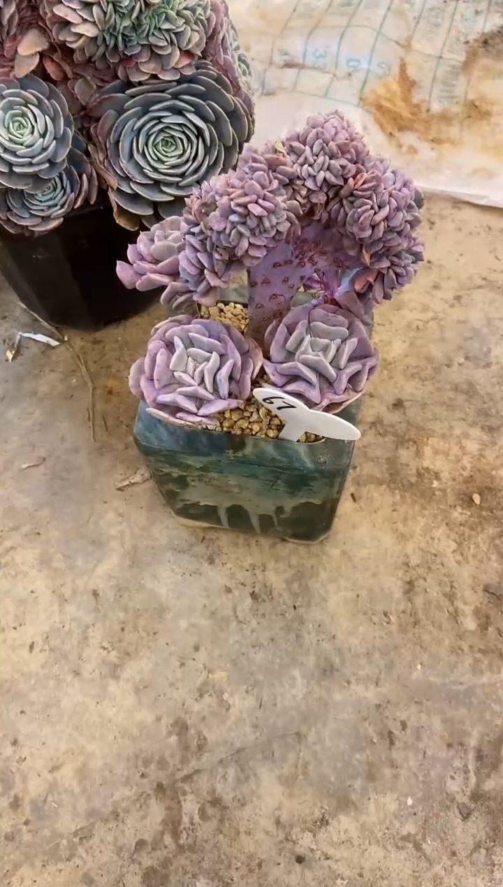 用****2       67号￥26