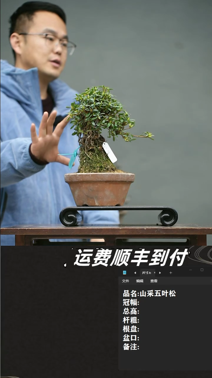 【闪购商品】15 杜鹃 小春