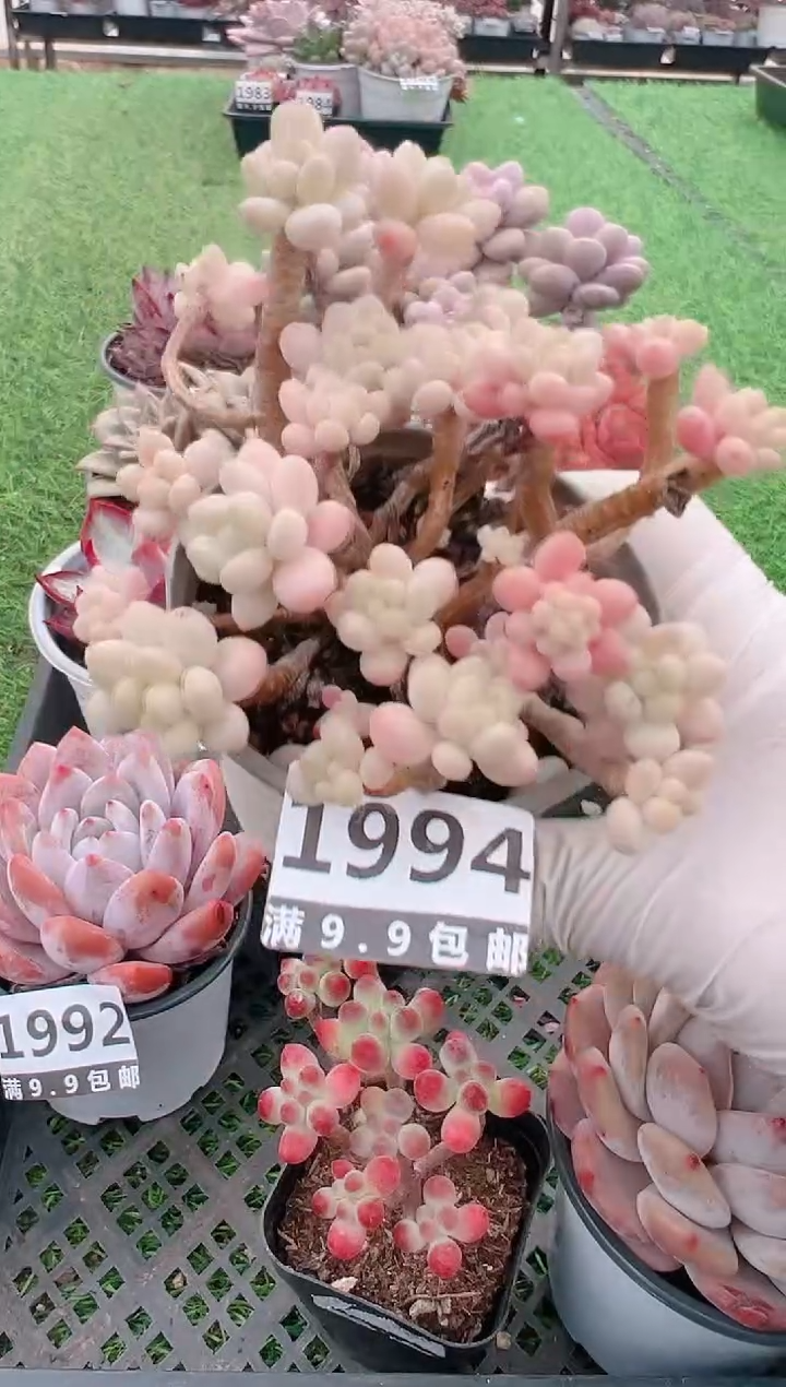 【闪购商品】信福多肉一物一拍