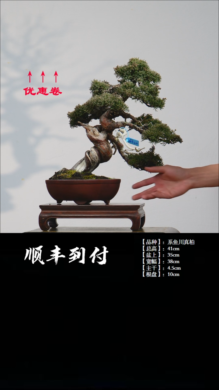 【闪购商品】1z009系鱼川真柏bubaoyou