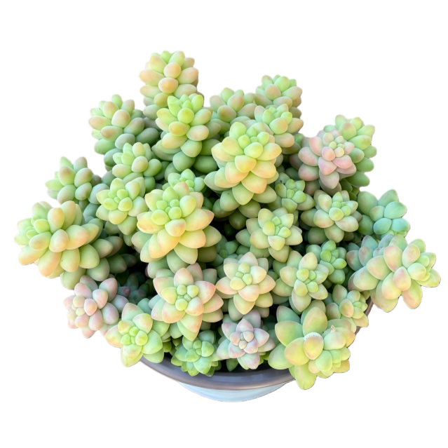 彩虹玉坠 带盆带土  耐旱耐高温多肉盆栽 多肉3单包邮