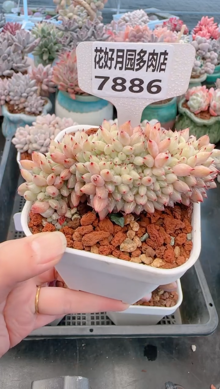 【闪购商品】7886胖丁缀化