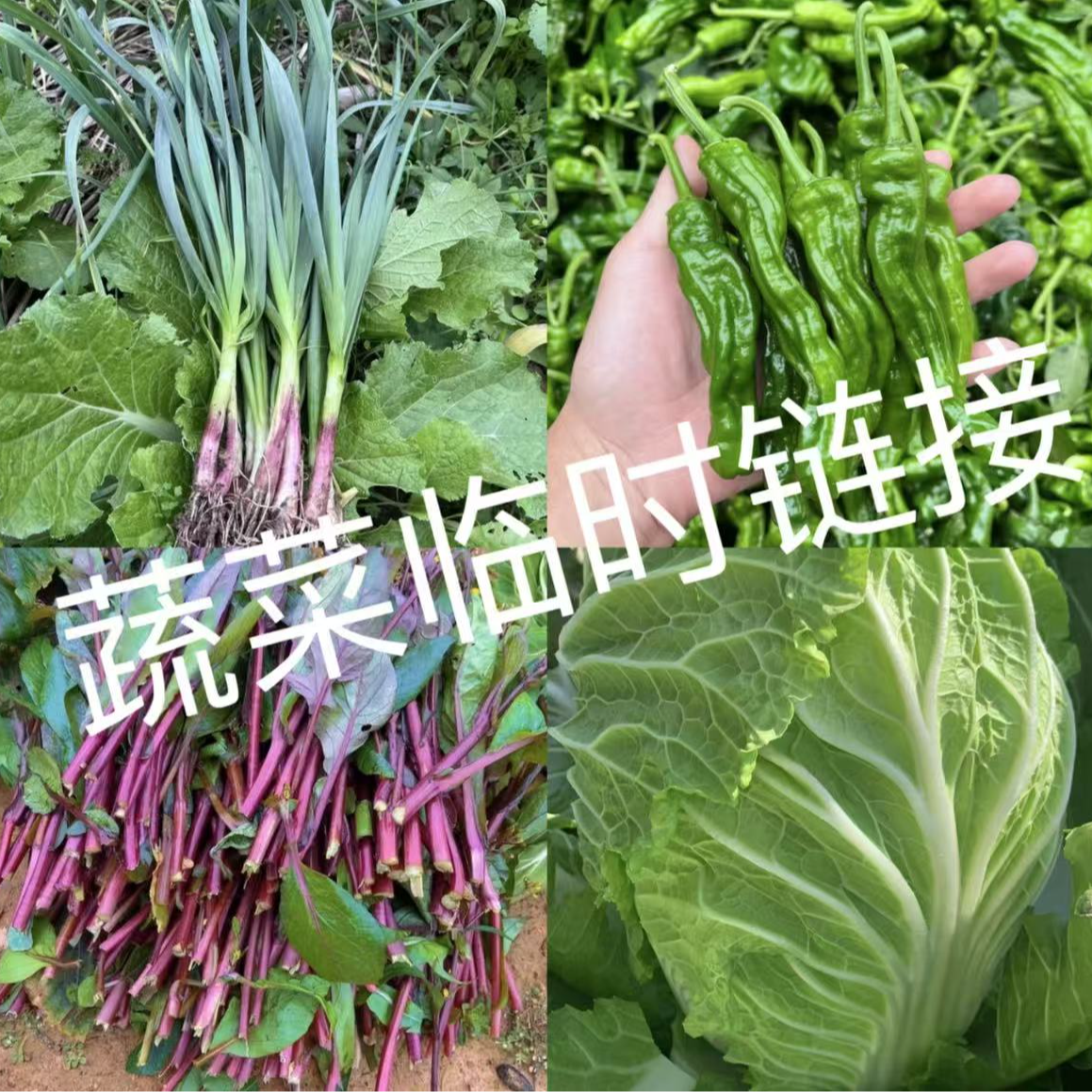农家山货 现场收货蔬菜现收 丝瓜 黄瓜