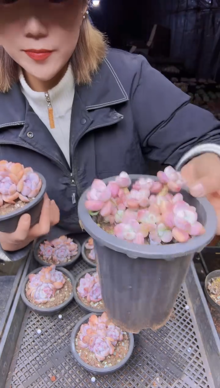 山**原028洛神老桩一物一拍所见即所得