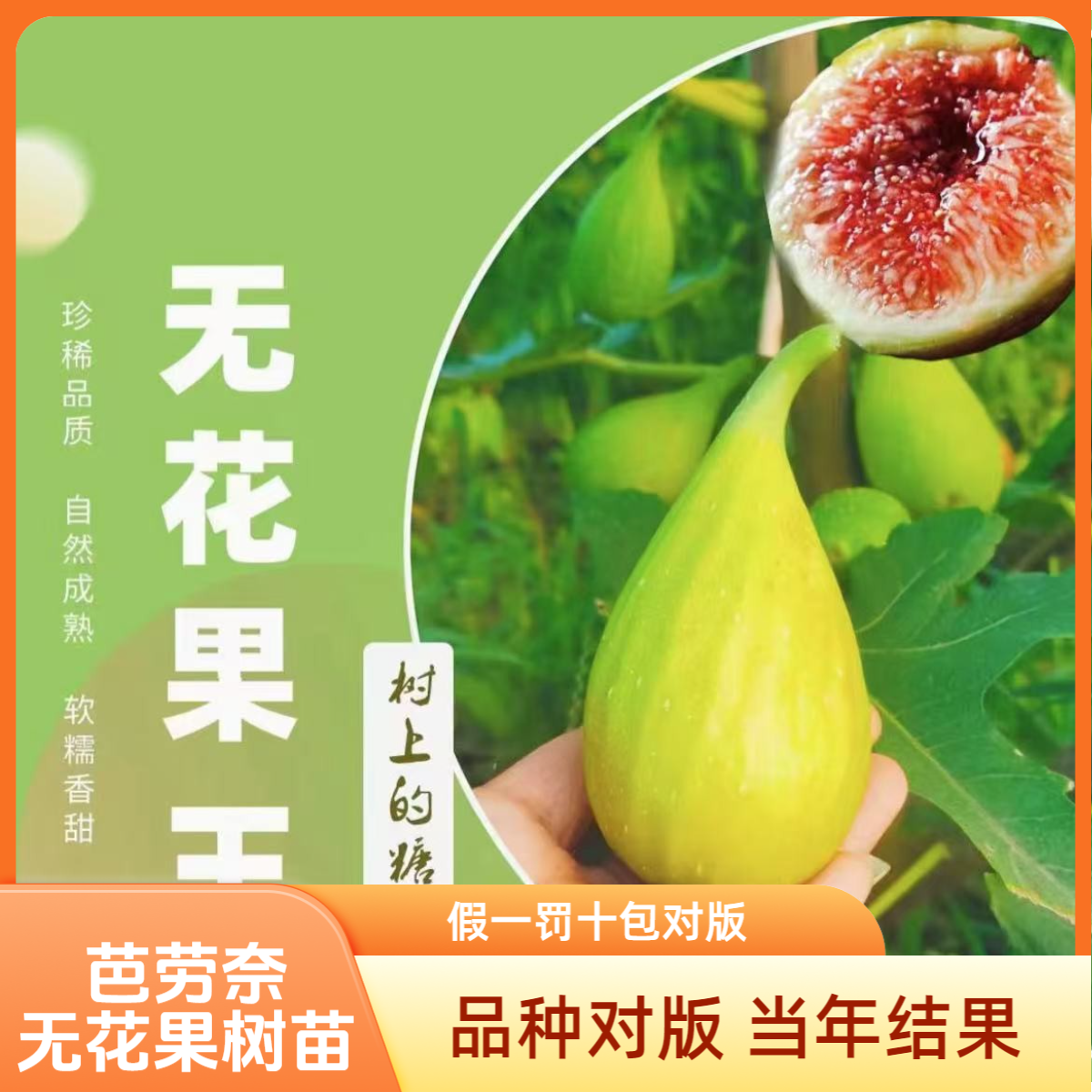 四川【芭劳奈无花果树苗】阳台庭院盆栽地载南北方种植