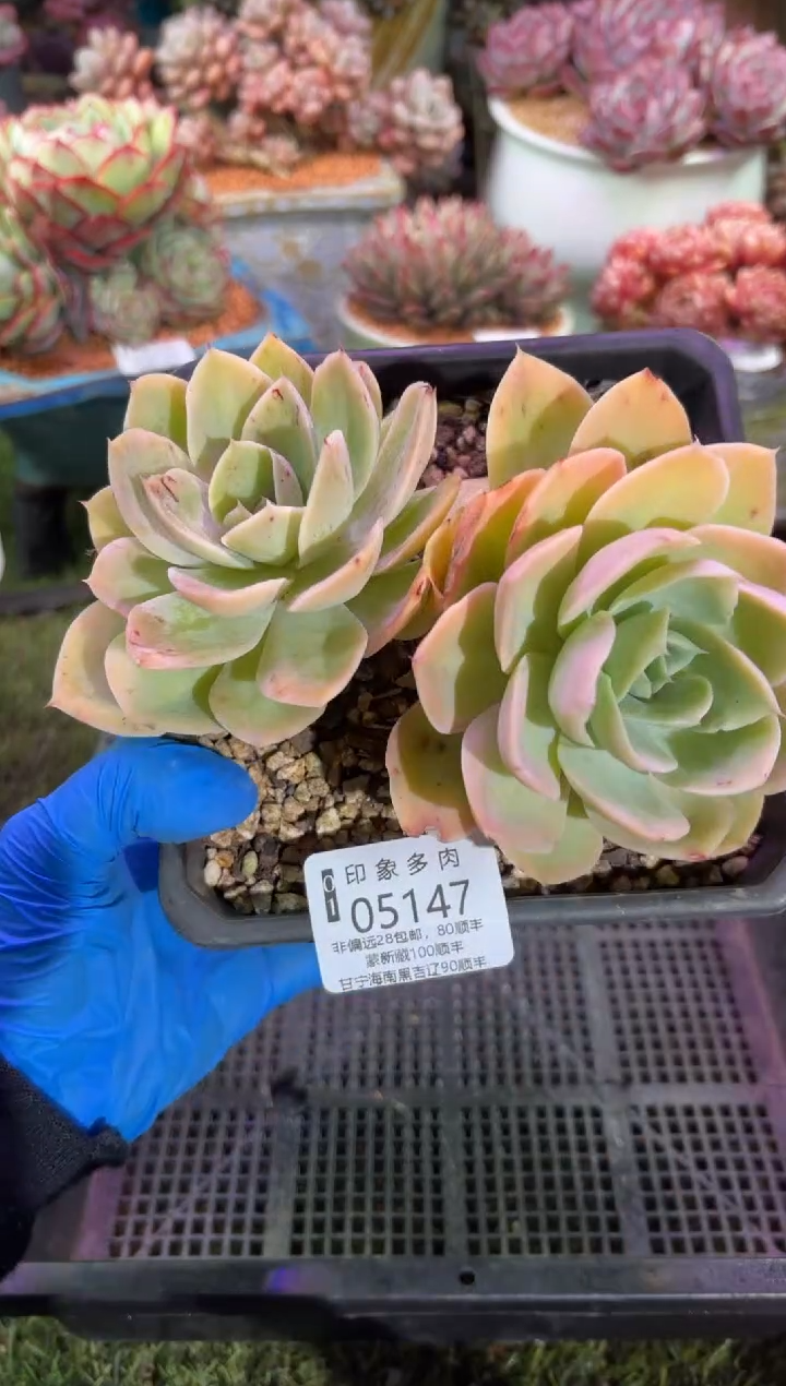 【闪购商品】05147