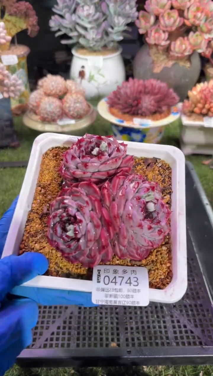 【闪购商品】04743