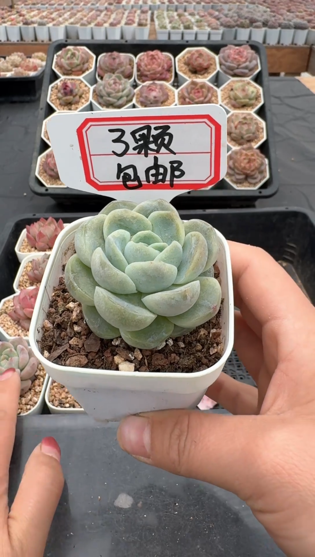【闪购商品】642号 珍妮杂交多肉 花卉植物