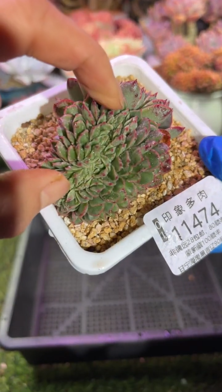 【闪购商品】11474