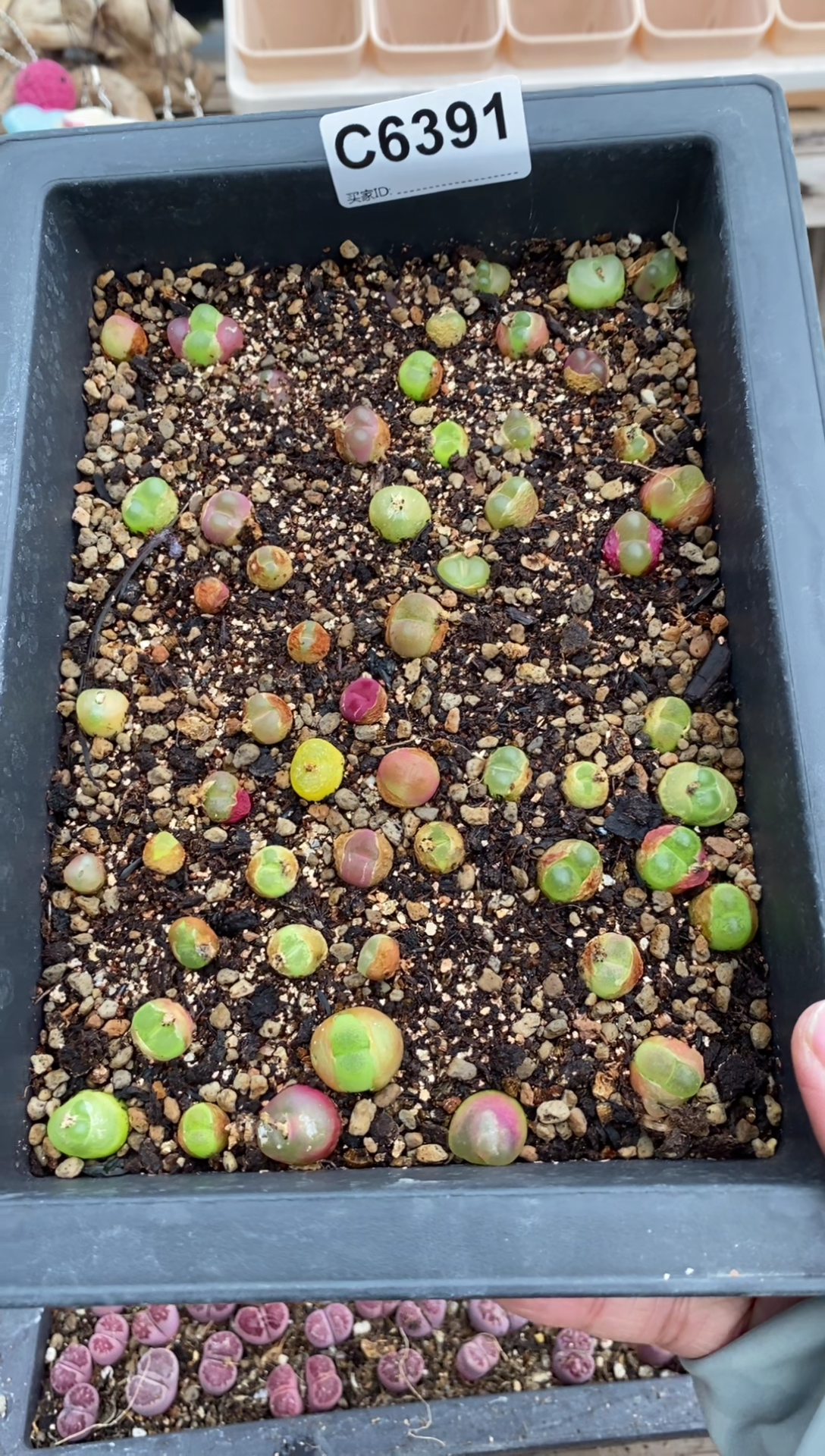 6391直播一物一拍