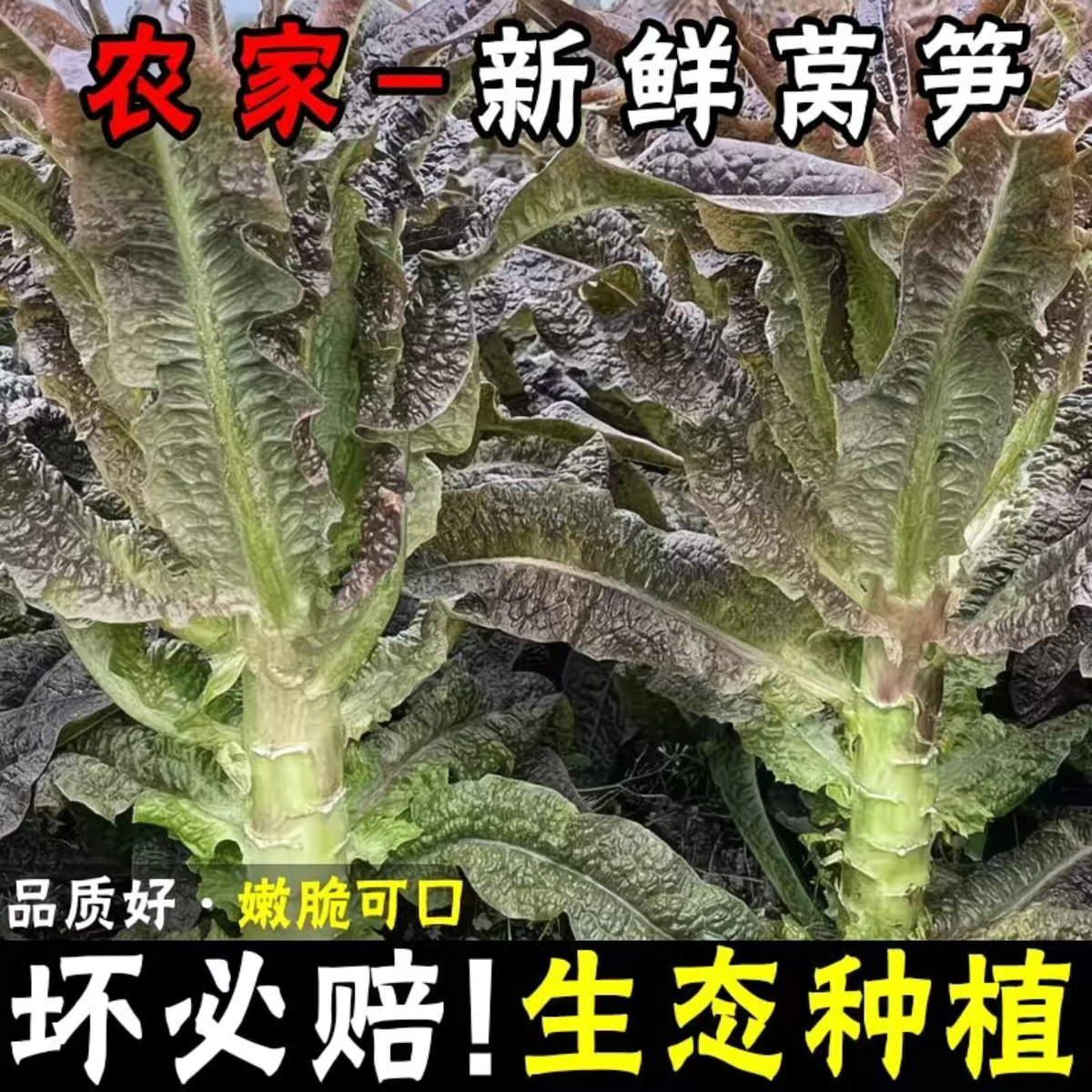 云南高山紫叶香莴笋莴苣当季新鲜露天种植现摘先发火锅时令蔬菜