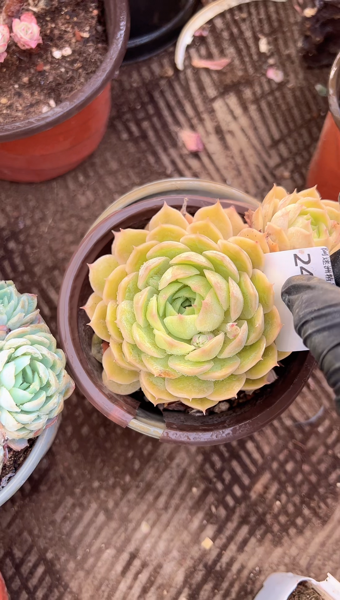 林*光多肉植物一物一拍24328
