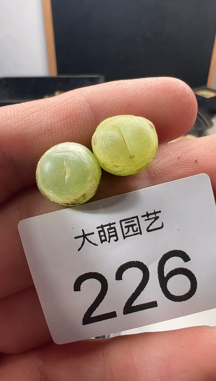 一物一拍         226