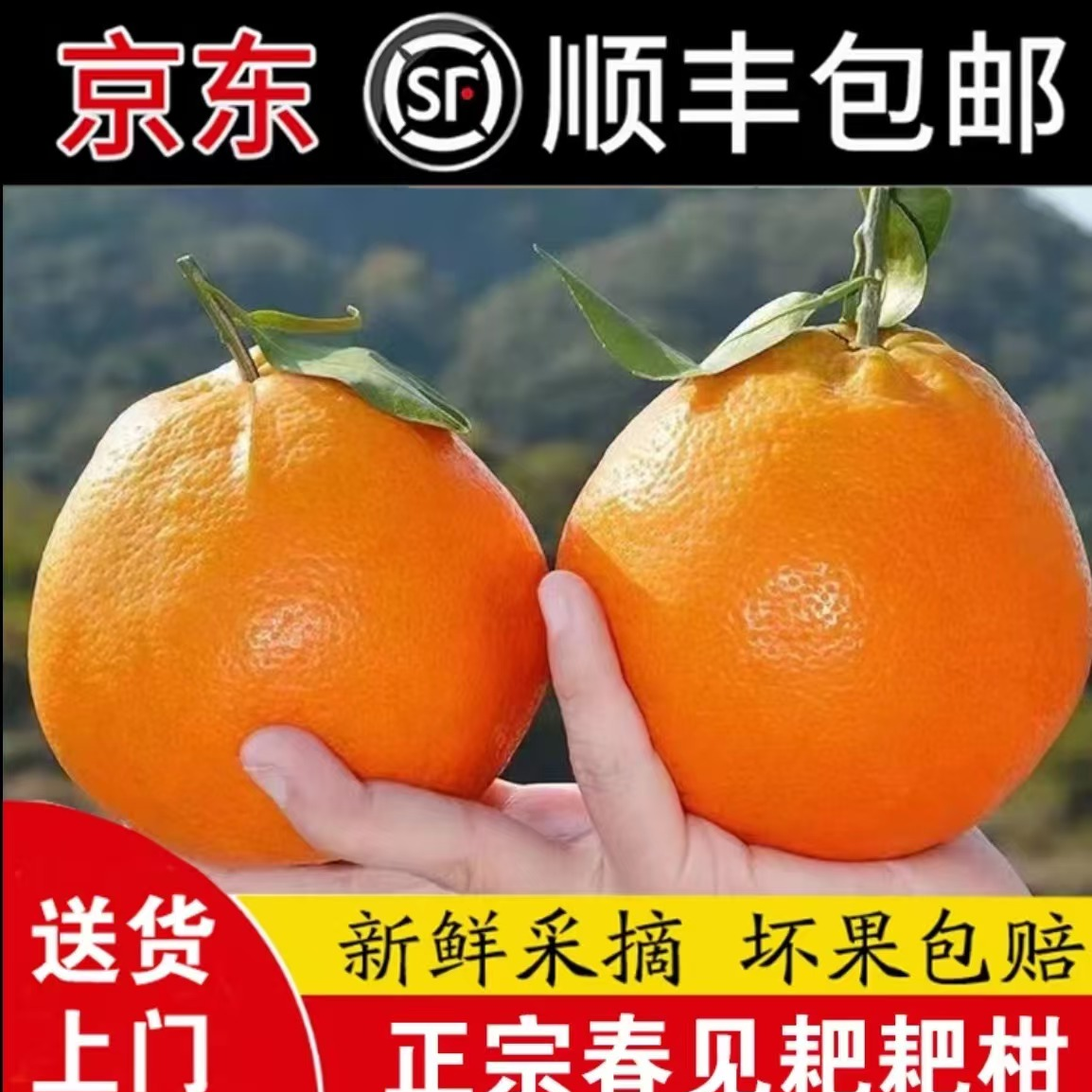 【果二妹】正宗春见耙耙柑四川眉山自然成熟京东到家春见耙耙柑橘子