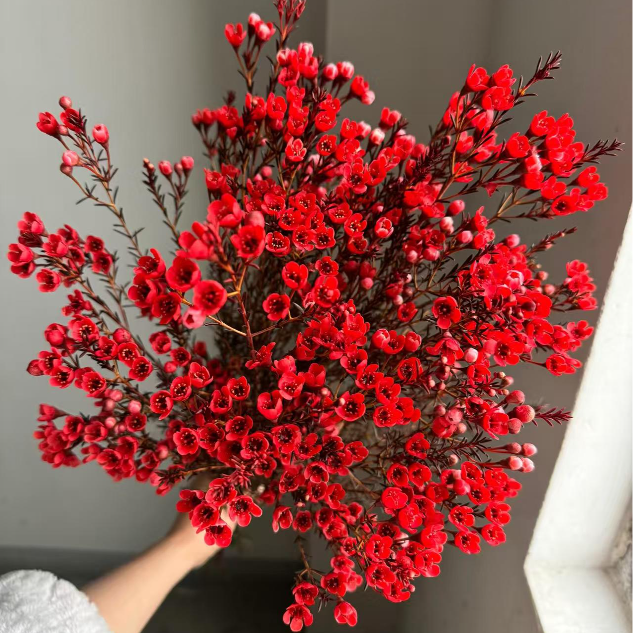 元旦特价果语精选【澳洲红色腊梅200克】云南鲜花批发次日达